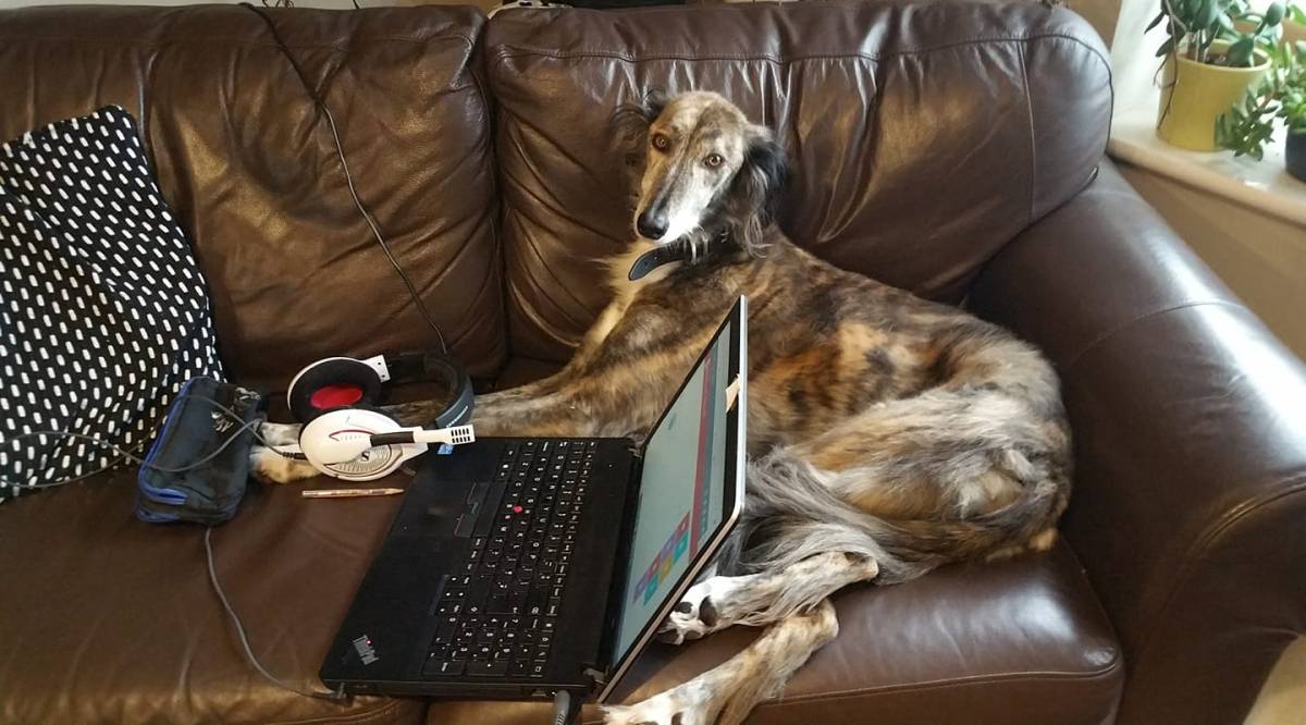 What Ails Pippin?- A Horary for a Sick&nbsp;Dog